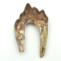 Basilosaurus tooth 1PC (2)