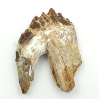 Basilosaurus tooth 1PC (3)