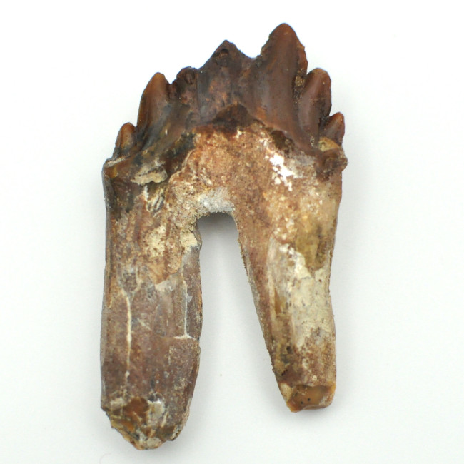 Basilosaurus tooth 1PC (4)