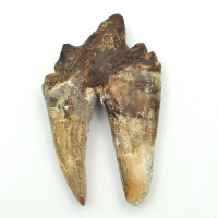 Basilosaurus tooth 1PC (5)
