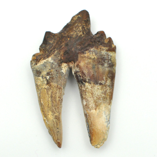 Basilosaurus tooth 1PC (5)