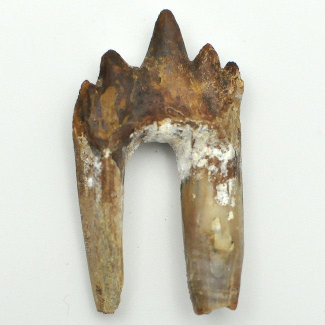 Basilosaurus tooth 1PC (6)