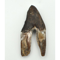 Basilosaurus tooth 1PC (7)
