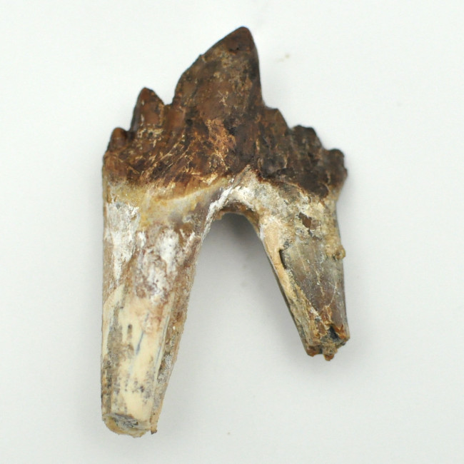 Basilosaurus tooth 1PC (9)
