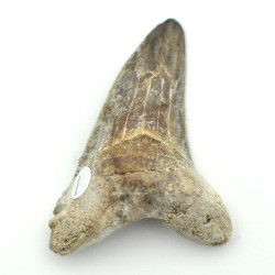 Otodus Solokovi tooth 1PC (1)