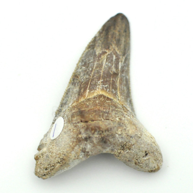 Otodus Solokovi tooth 1PC (1)