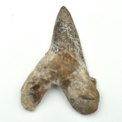 Otodus Solokovi tooth 1PC (2)