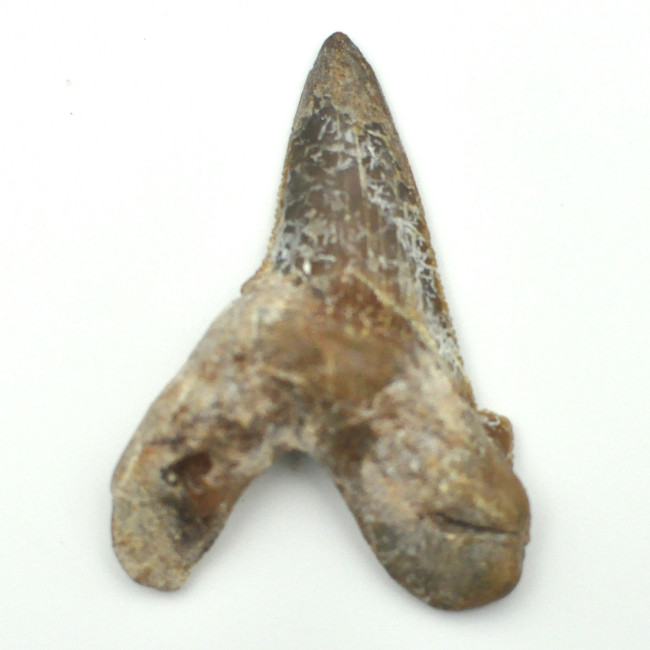 Otodus Solokovi tooth 1PC (2)