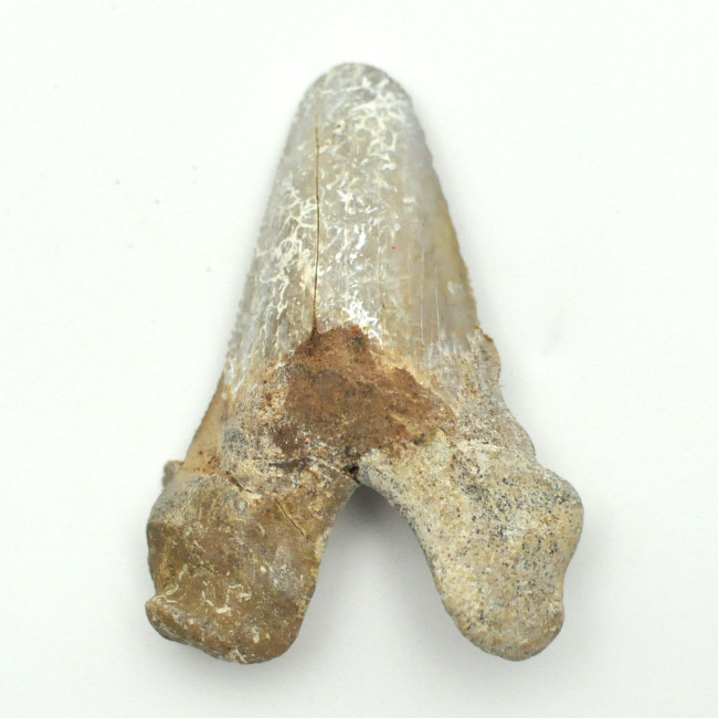 Otodus Solokovi tooth 1PC (3)