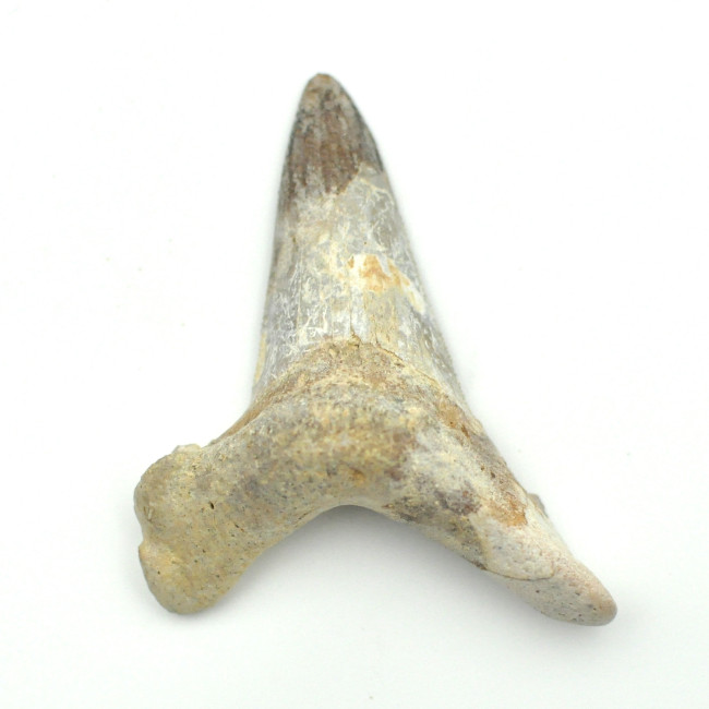 Otodus Solokovi tooth 1PC (4)
