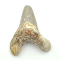 Otodus Solokovi tooth 1PC (6)