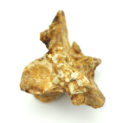 Spinosaurus vertebrae 1PC (1)