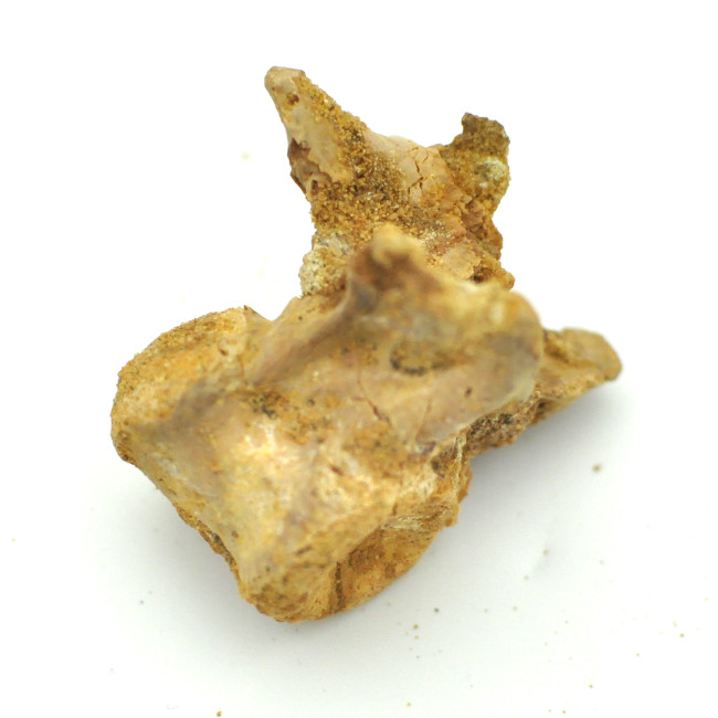 Spinosaurus vertebrae 1PC (2)
