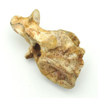 Spinosaurus vertebrae 1PC (3)