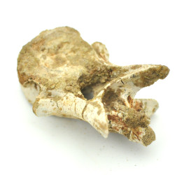 Spinosaurus vertebrae 1PC (5)