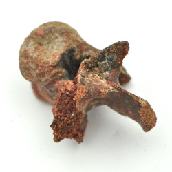 Spinosaurus vertebrae 1PC (6)