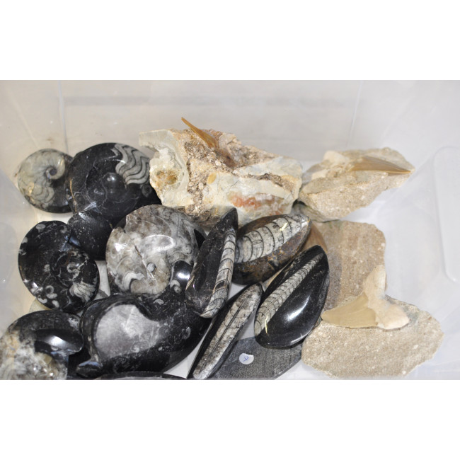 Lot with Fossils 16PC
