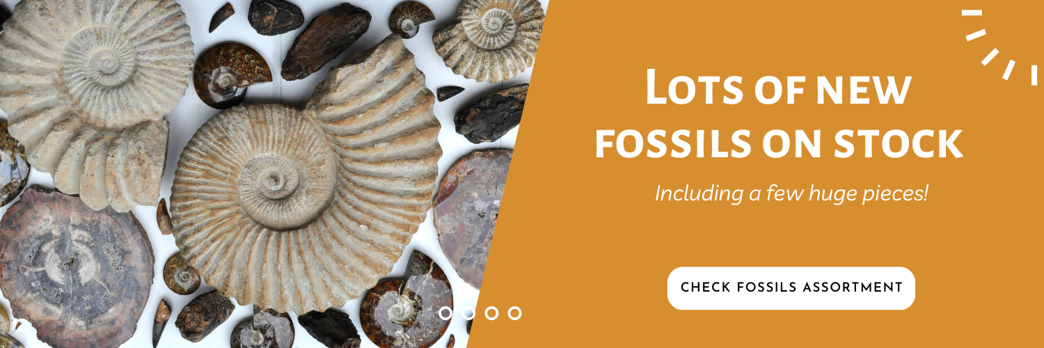 Fossils