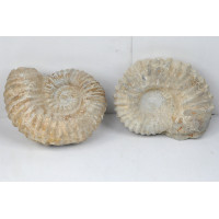 Ammonite rough (≈22-25cm)