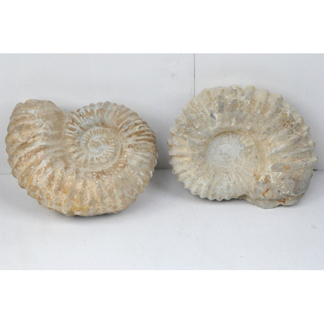 Ammonite rough (≈22-25cm)