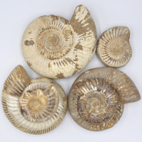 Ammonite brown polished 1KG