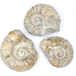 Ammonite brown rough (≈10cm)