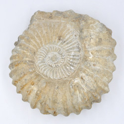 Ammonite brown rough (≈15cm)