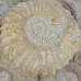 Ammonite brown rough (≈15cm)