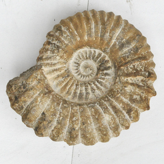 Ammonite rough (≈20-22cm)