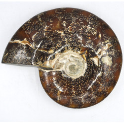 Ammonite Madagascar (8)