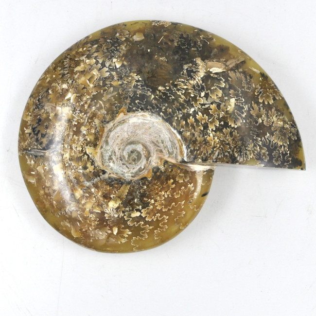 Ammonite Madagascar (1)