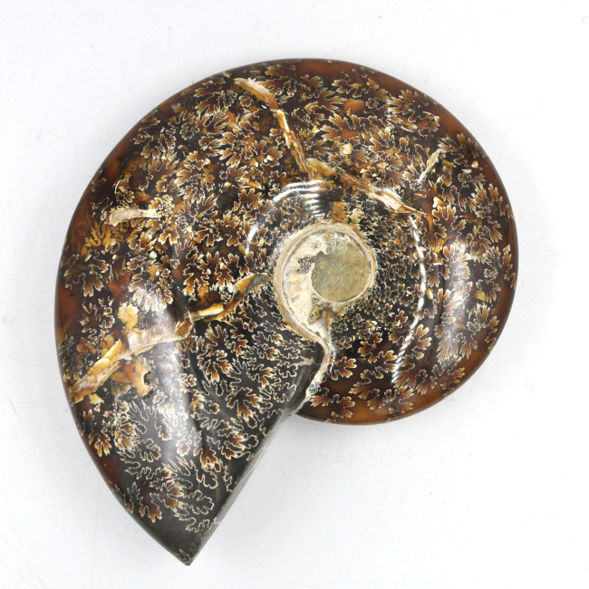 Ammonite Madagascar (9)