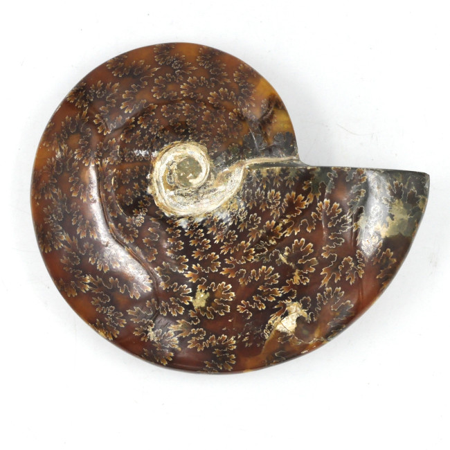 Ammonite Madagascar (2)