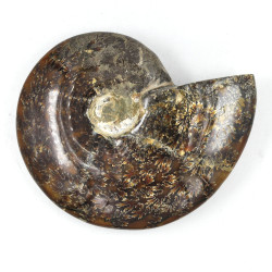 Ammonite Madagascar (3)