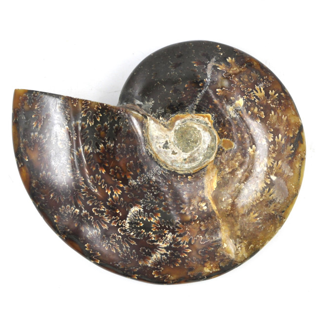 Ammonite Madagascar (4)