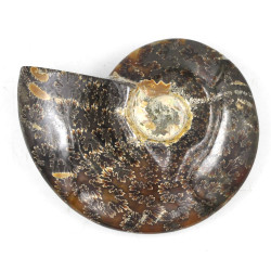 Ammonite Madagascar (5)