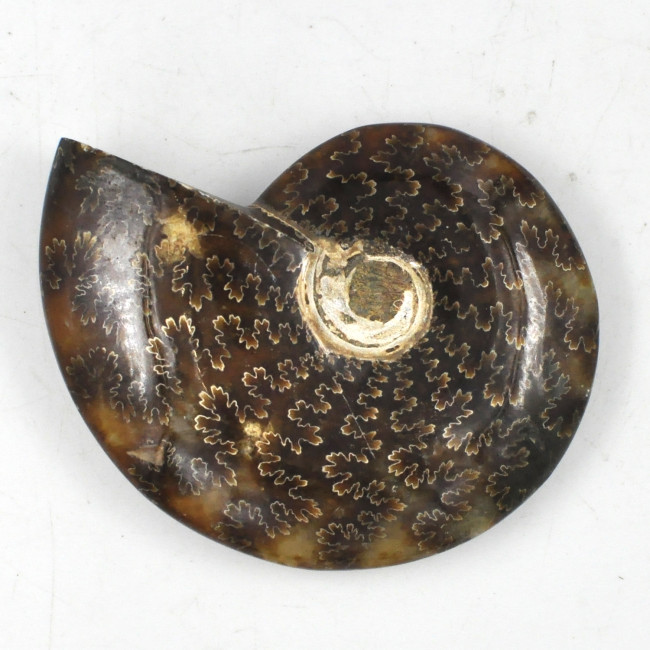 Ammonite Madagascar (7)