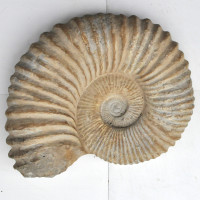 Ammonite XXL (3) 1PC