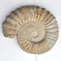 Ammonite XXL (4) 1PC