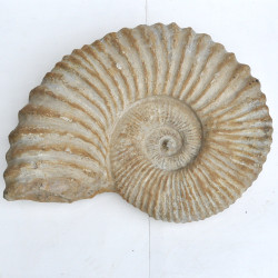 Ammonite XXL (1) 1PC