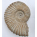 Ammonite XXL (1) 1PC