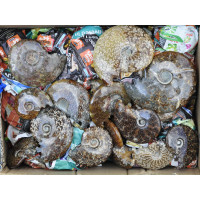 Ammonite polished 1KG