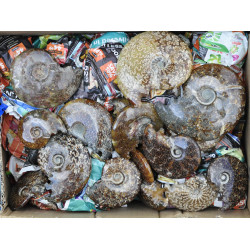 Ammonite polished 1KG