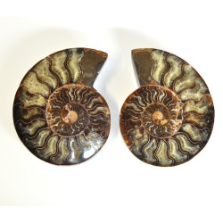 Ammonite pair polished XL 1PC (1)