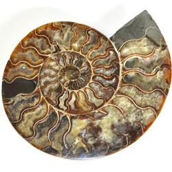 Ammonite pair polished XL 1PC