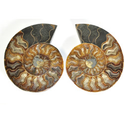 Ammonite pair polished XL 1PC (3)