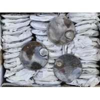 Ammonite bowl 1PC