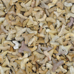 Shark tooth 2cm