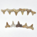 Shark tooth 2cm