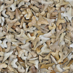 Shark tooth 3-4cm